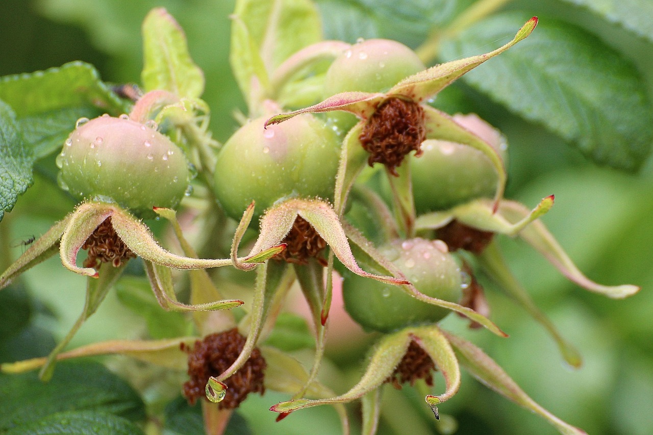 rose hip, rose apples, whitebeam, green, plant, fruit, nature, seeds, haegen, heép, hiffen, hiften, hetschhiven, hetscherl, hive, hetschepetsche