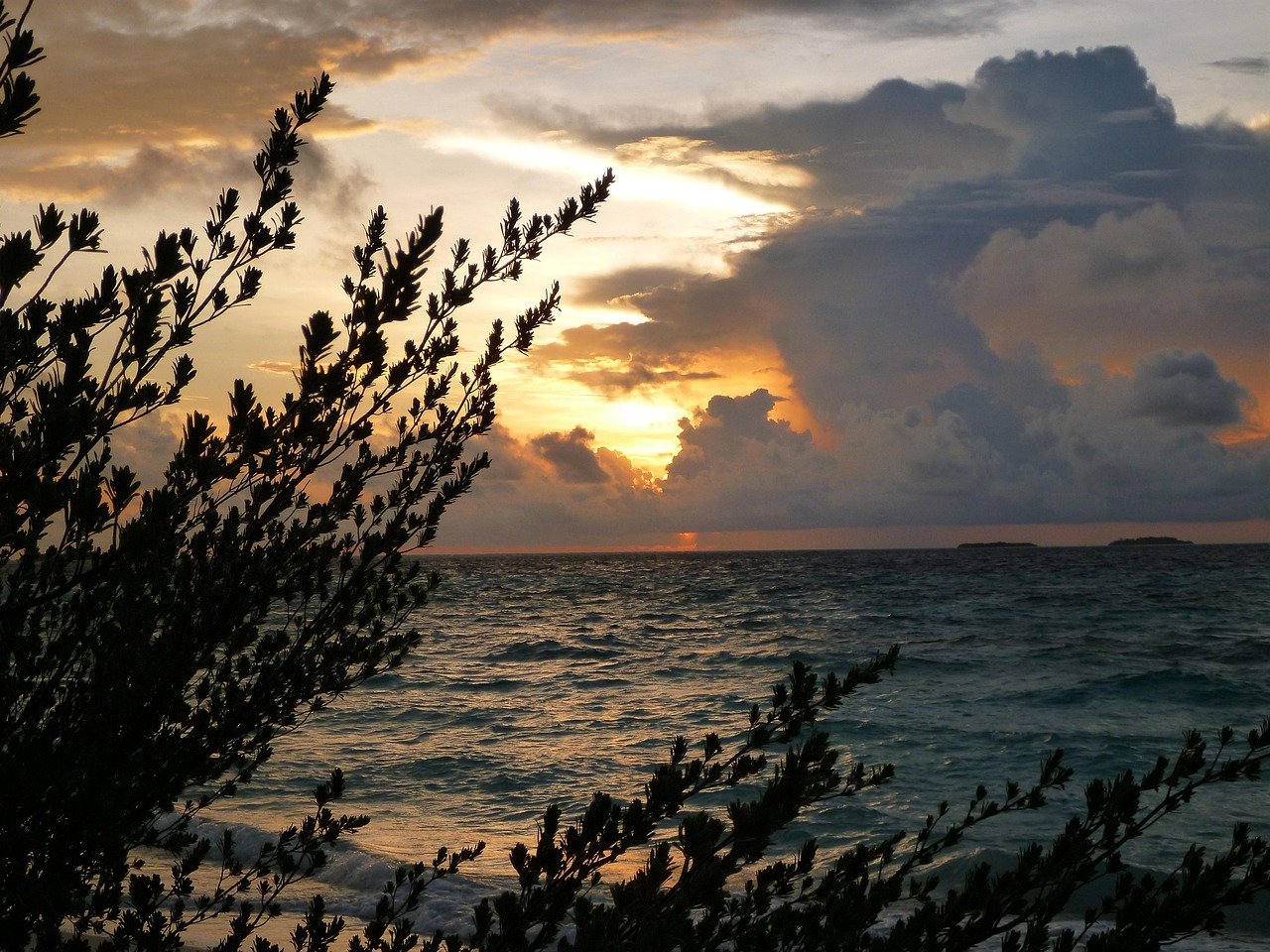 sonnenaufgang, silhouetten, dunkel, bäume, blätter, pflanzen, wasser, meer, ozean, horizonte, bewölkt, himmel, flauschige, wolken, geäst, stängel, flora, dämmerung, abends, morgen, sonnenuntergänge, nächte, sonnenlicht, orange, golden, lichter, leuchtet, glühend, glänzend, leuchtenden, natur, landschaft