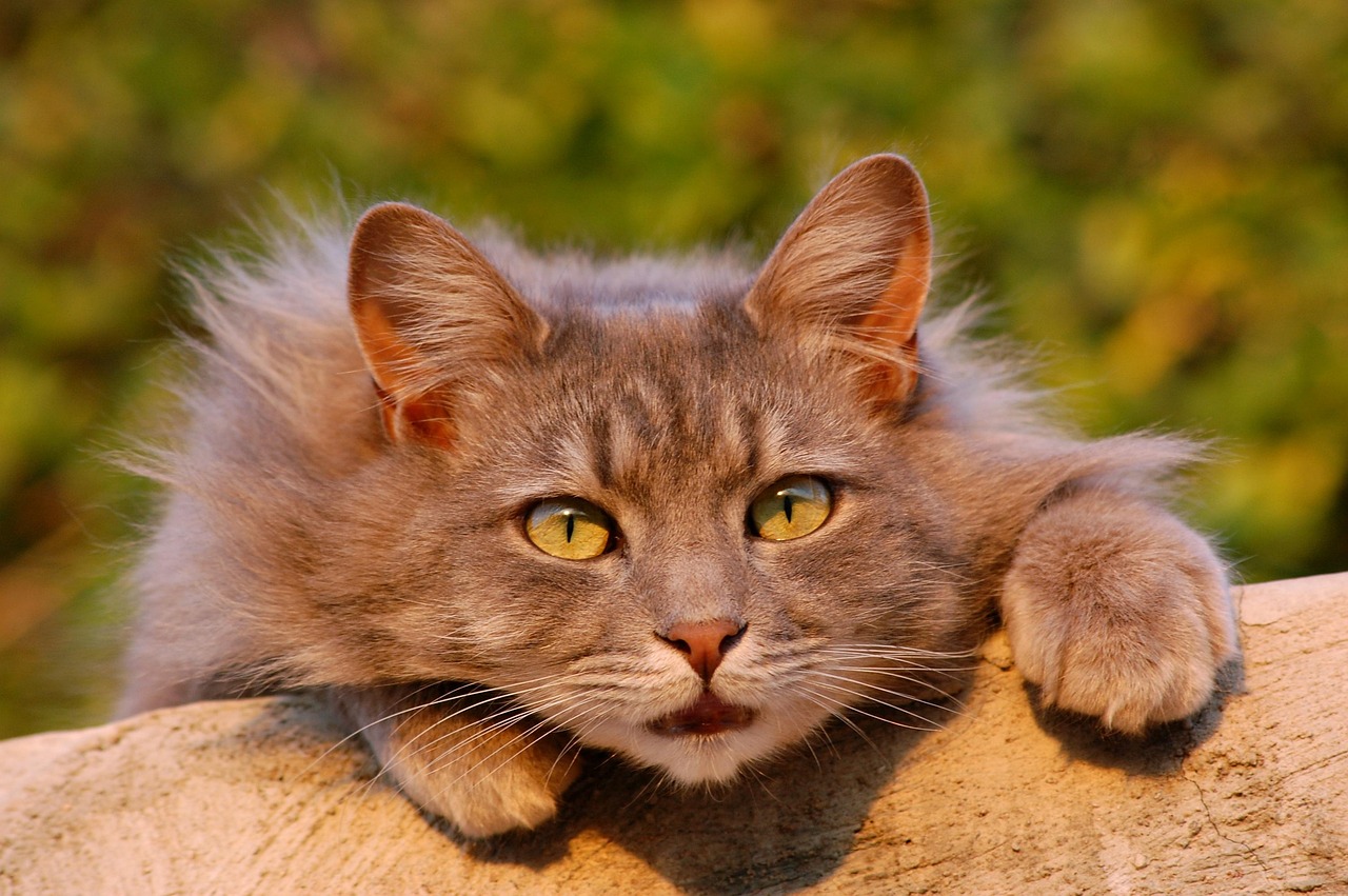 katze, katzenartig, pelzig, haustier, nahaufnahme, braun katze, tier, braune tiere, braun haustiere, braun geschlossen