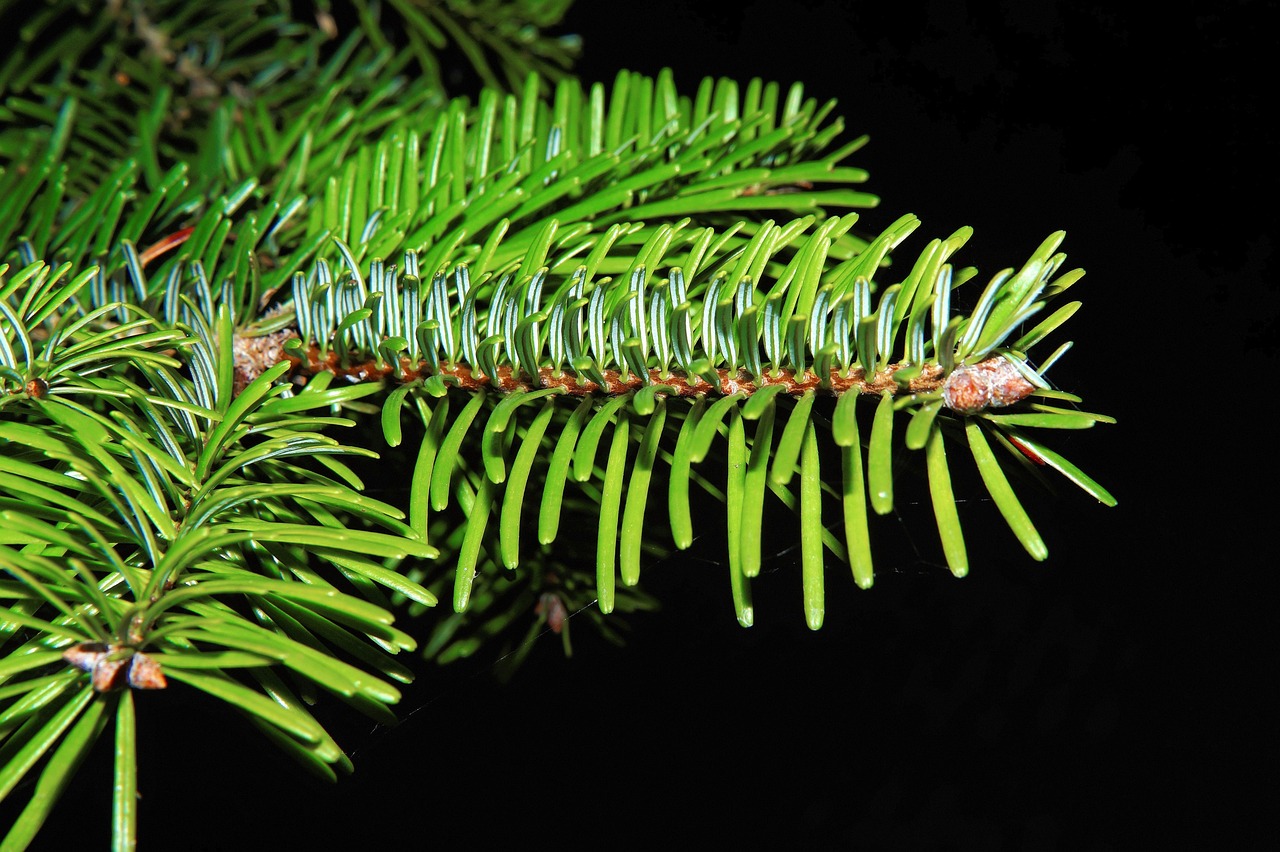 fir branch, needles, green, fir tree, branch, evergreen, pine-like, fir branch, fir branch, fir tree, evergreen, evergreen, evergreen, evergreen, evergreen