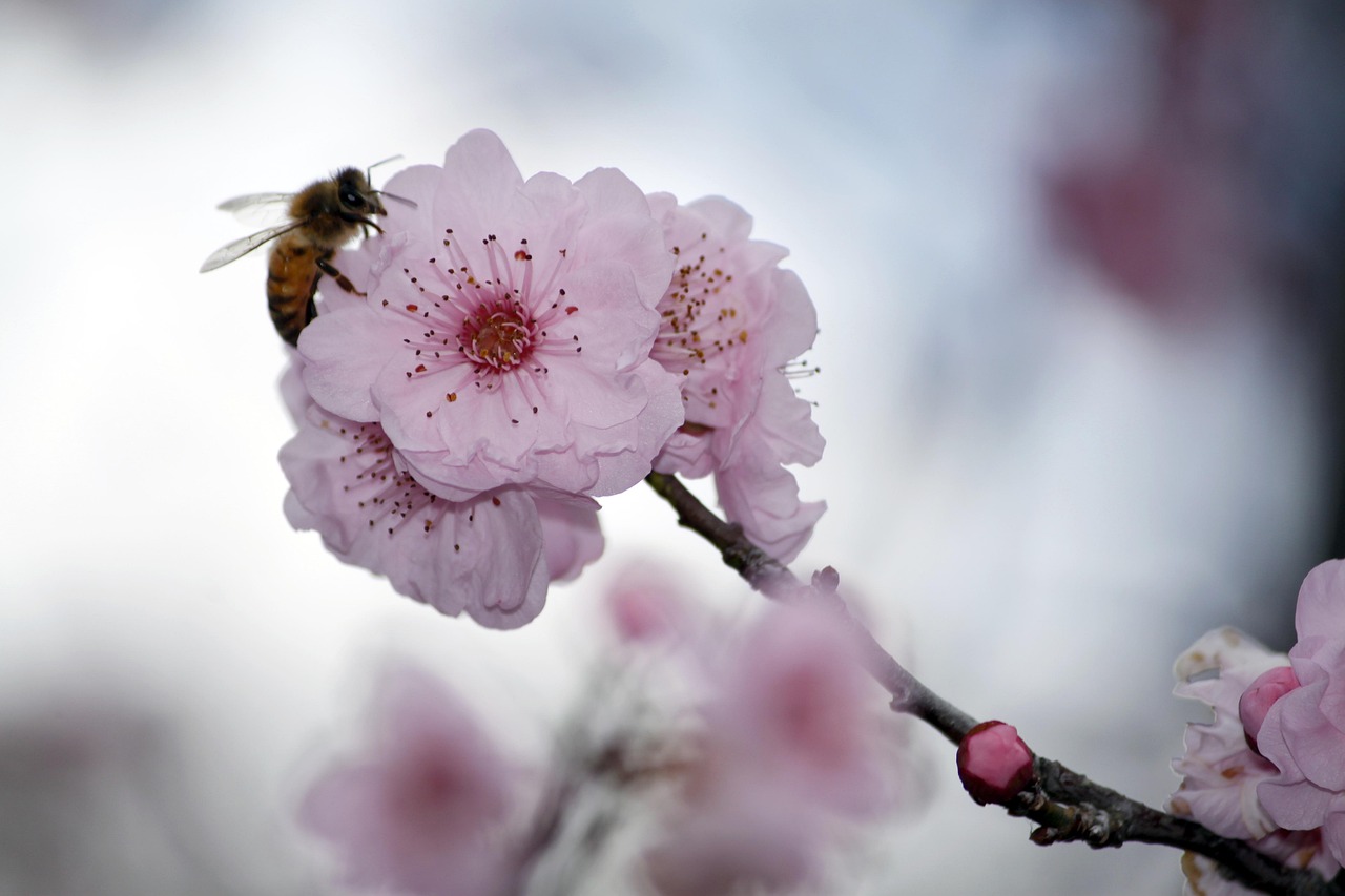 sakura, flower wallpaper, cherry blossom, japanese cherry trees, flower, tree, pink, ornamental cherry, bloom, spring, nature, flower background, cherry, color, outdoors, scene, beauty, garden, green, beautiful flowers, floral, bee