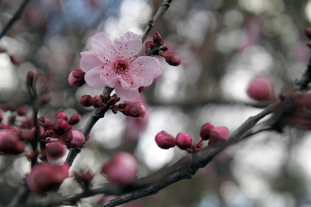 sakura, cherry blossom, japanese cherry trees, flower, tree, pink, ornamental cherry, bloom, flower background, spring, nature, cherry, color, outdoors, scene, beautiful flowers, beauty, garden, green, floral, gray tree, flower wallpaper, gray garden, gray gardening, gray color