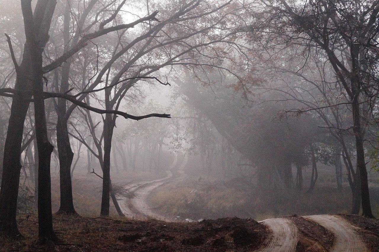 droga polna, mgła, las, drewno, natura, krajobraz, drzewa, ścieżka, ślad, pasie kraju, szary natura, szare leśne, szary krajobraz, szare drzewa, szare drogi, szary naturalny, szary drogę