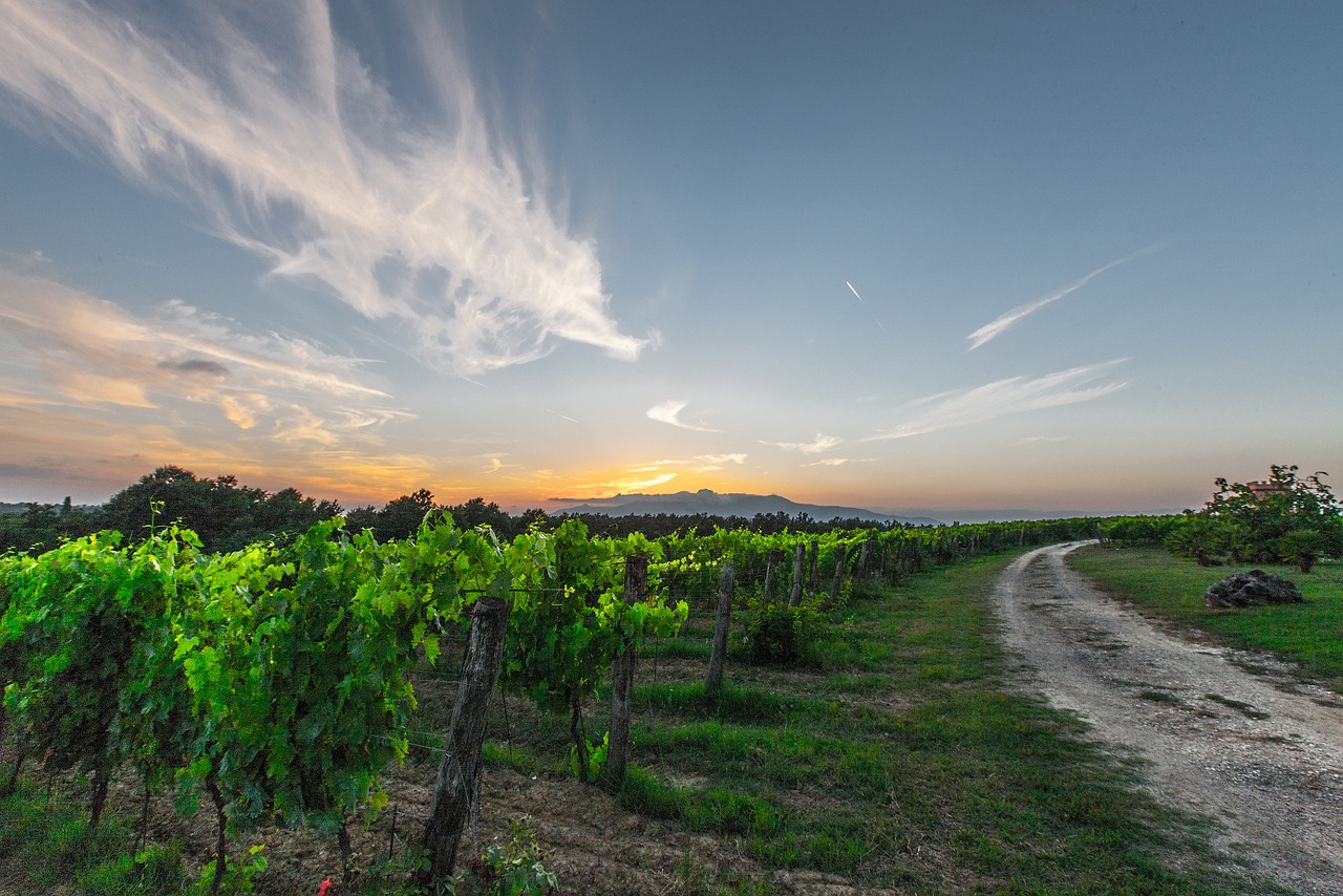 winorośle, tuscany, winogrona, pole, natura, zielony, na dworze, krajobraz, niebo, rano, wieczorem, drzewo, wino, włochy, chmury, szeroki, gospodarstwo rolne, pasie kraju, szutrowa droga, droga polna