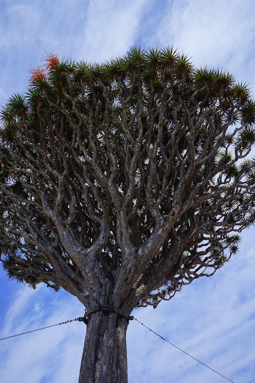 canarian dragon tree, dragon tree, dracaena draco, treetop, tree, dracaena, asparagus, nature, asparagaceae, el drago, tenerife, icod de los vinos, canary islands, fruit stands