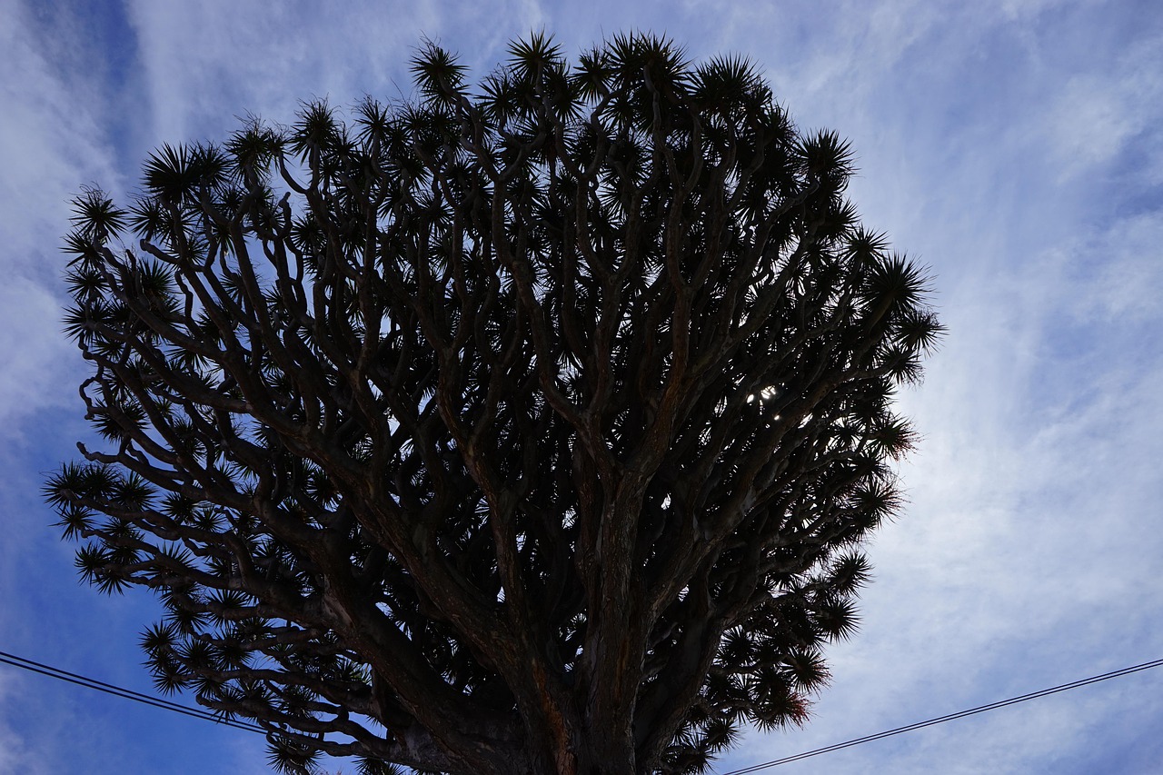 canarian dragon tree, dragon tree, dracaena draco, branches, branched, treetop, tree, dracaena, asparagus, asparagaceae, el drago, nature, tenerife, icod de los vinos, canary islands