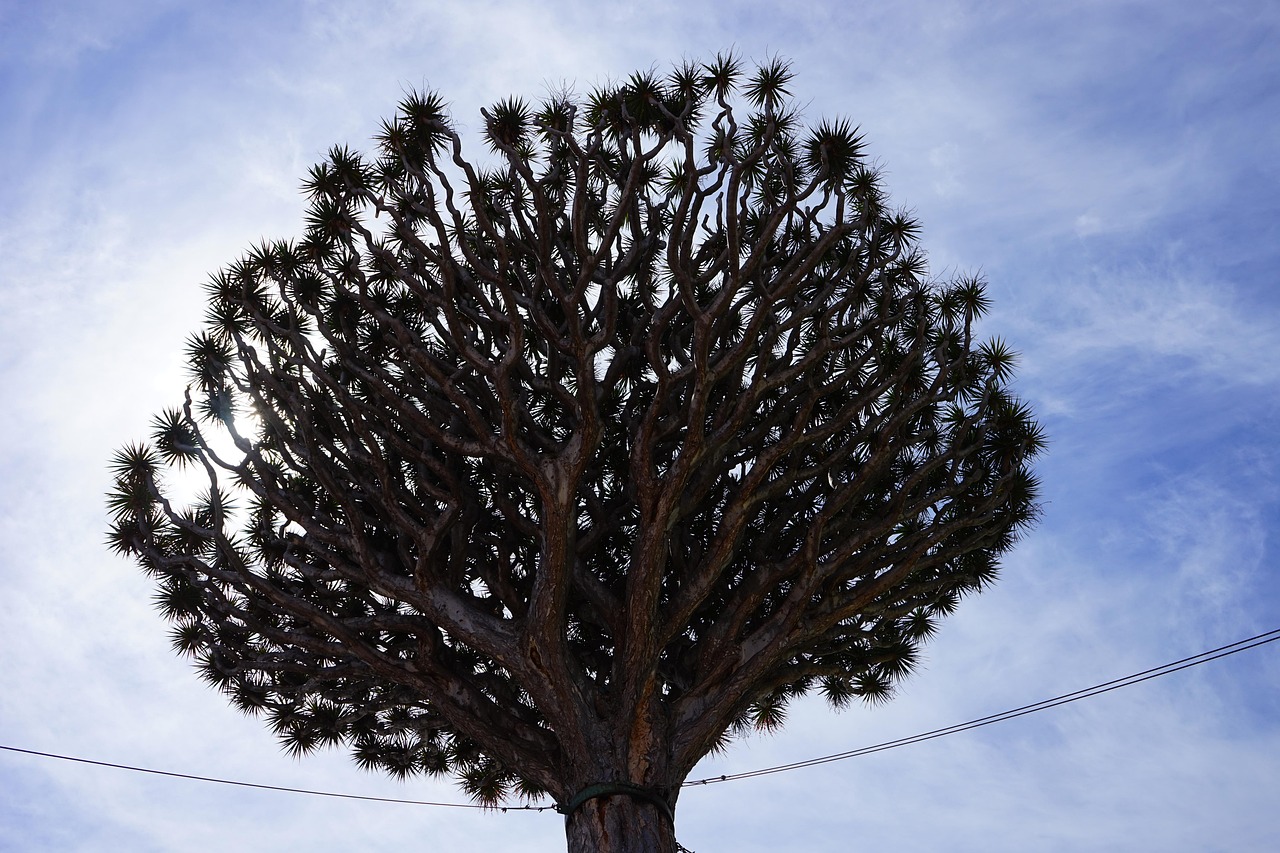 canarian dragon tree, dragon tree, dracaena draco, branches, branched, treetop, tree, dracaena, asparagus, asparagaceae, el drago, nature, tenerife, icod de los vinos, canary islands, roped, support