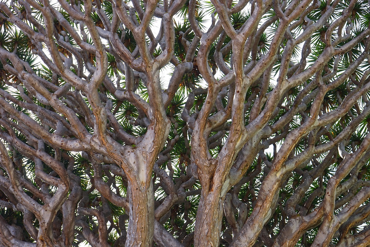 dragon tree, branches, branched, canarian dragon tree, dracaena draco, treetop, tree, dracaena, asparagus, asparagaceae, el drago, tenerife, icod de los vinos, nature, canary islands