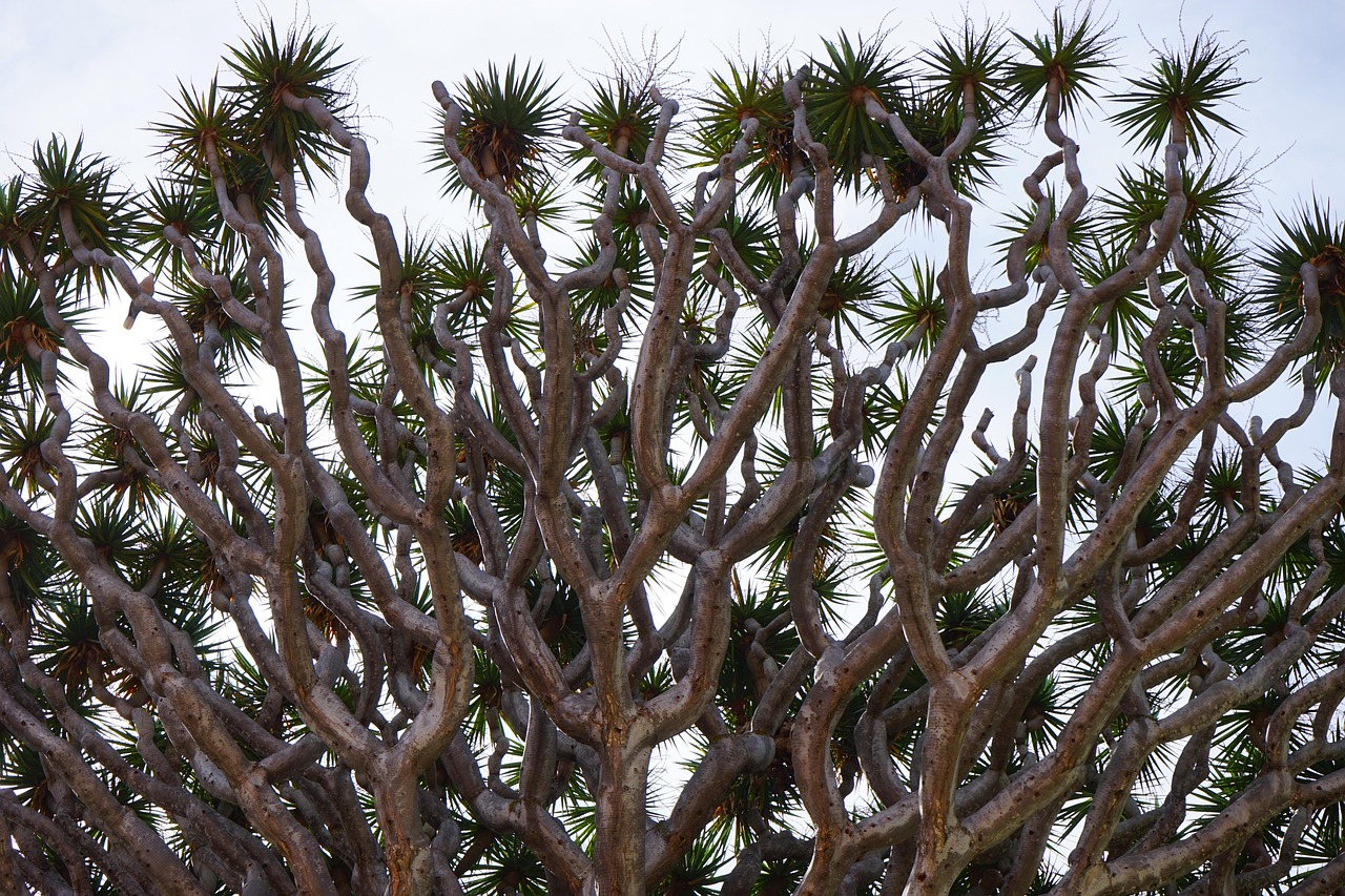 dragon tree, branches, branched, shoots, outgrowths, nature, canarian dragon tree, dracaena draco, treetop, tree, dracaena, asparagus, asparagaceae, el drago, tenerife, icod de los vinos, canary islands