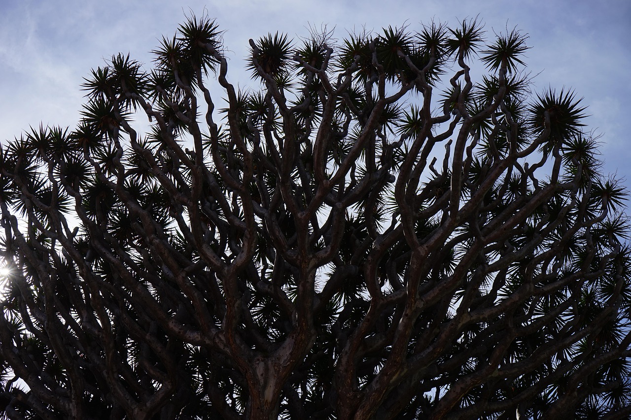 canarian dragon tree, dragon tree, dracaena draco, branches, branched, treetop, tree, dracaena, asparagus, asparagaceae, nature, el drago, tenerife, icod de los vinos, canary islands