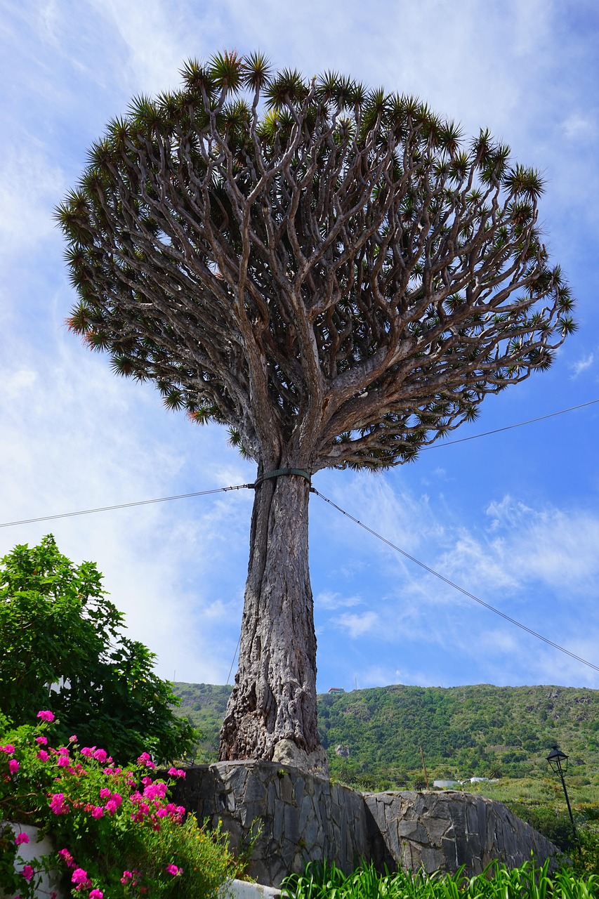 canarian dragon tree, support, holding ropes, dragon tree, nature, dracaena draco, treetop, tree, dracaena, asparagus, asparagaceae, el drago, tenerife, icod de los vinos, canary islands, fruit stands, overturning risk, roped, sightseeing, natural monument