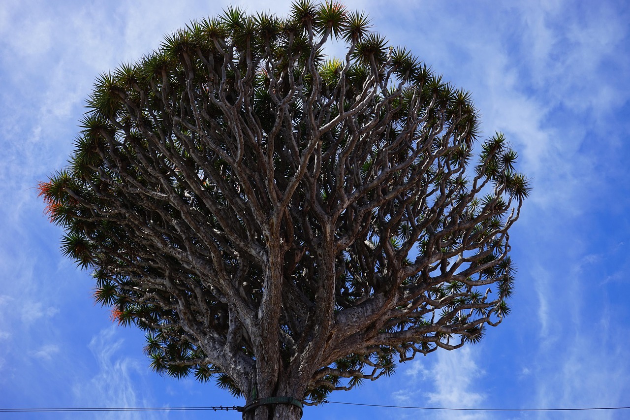 canarian dragon tree, inflorescences, dragon tree, nature, dracaena draco, branches, branched, treetop, tree, dracaena, asparagus, asparagaceae, el drago, tenerife, icod de los vinos, canary islands