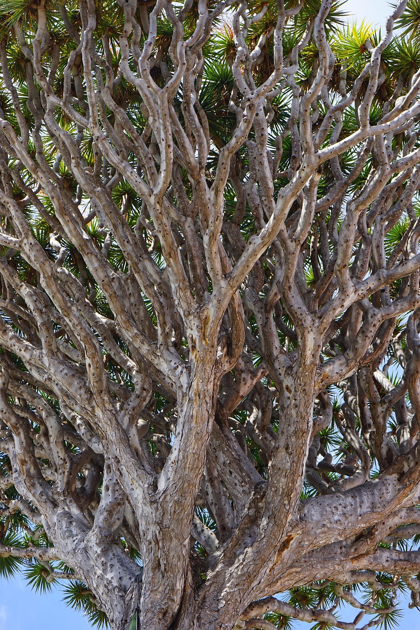 canarian dragon tree, dragon tree, dracaena draco, branches, branched, treetop, tree, dracaena, asparagus, asparagaceae, nature, el drago, tenerife, icod de los vinos, canary islands