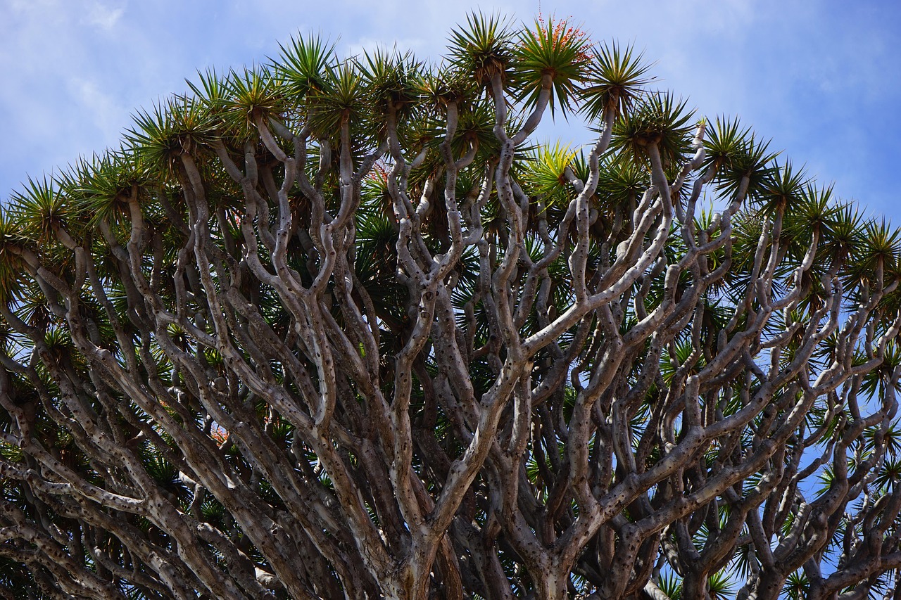inflorescences, branches, branched, canarian dragon tree, nature, dragon tree, dracaena draco, treetop, tree, dracaena, asparagus, asparagaceae, el drago, tenerife, icod de los vinos, canary islands