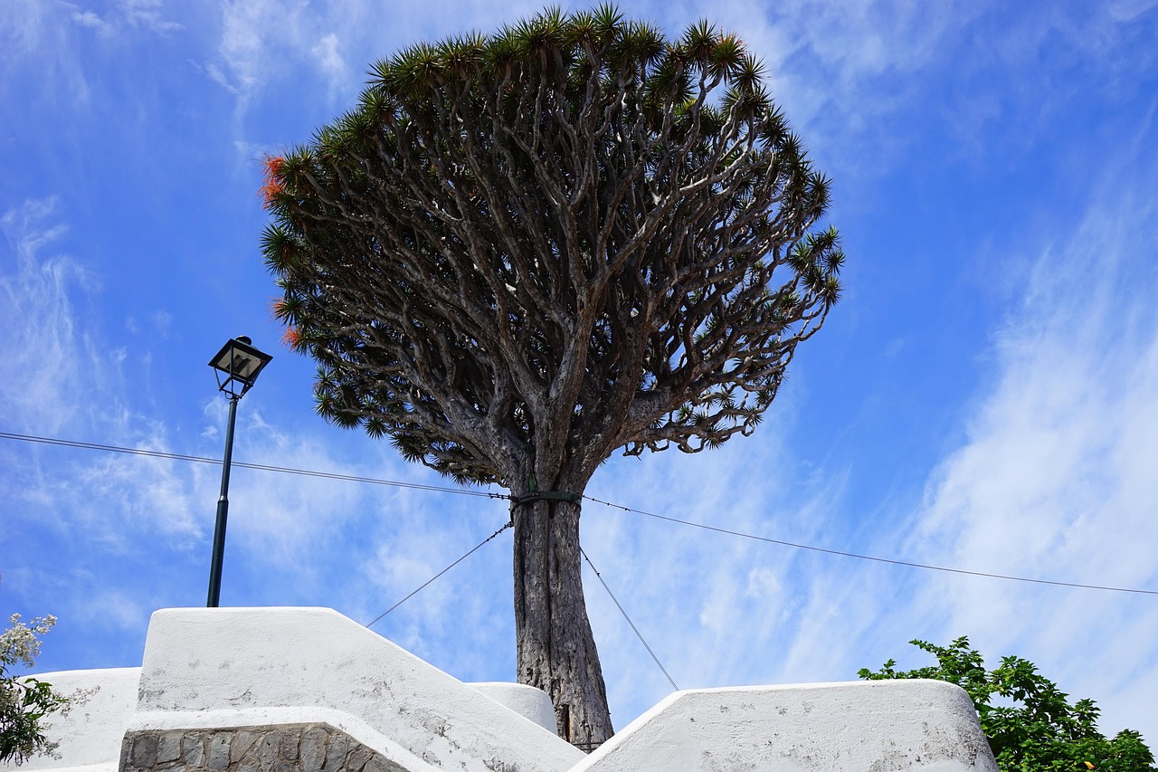 canarian dragon tree, support, holding ropes, dragon tree, nature, dracaena draco, treetop, tree, dracaena, asparagus, asparagaceae, el drago, tenerife, icod de los vinos, canary islands, fruit stands, overturning risk, sightseeing, natural monument