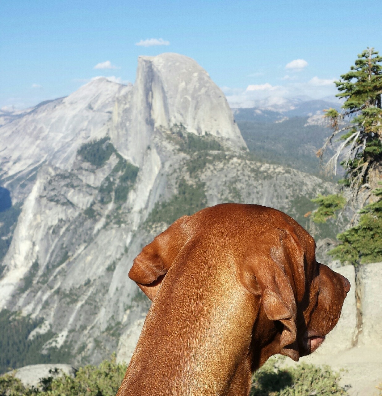 dog, animal, watching, nature, half dome, pet, yosemite, yosemite valley