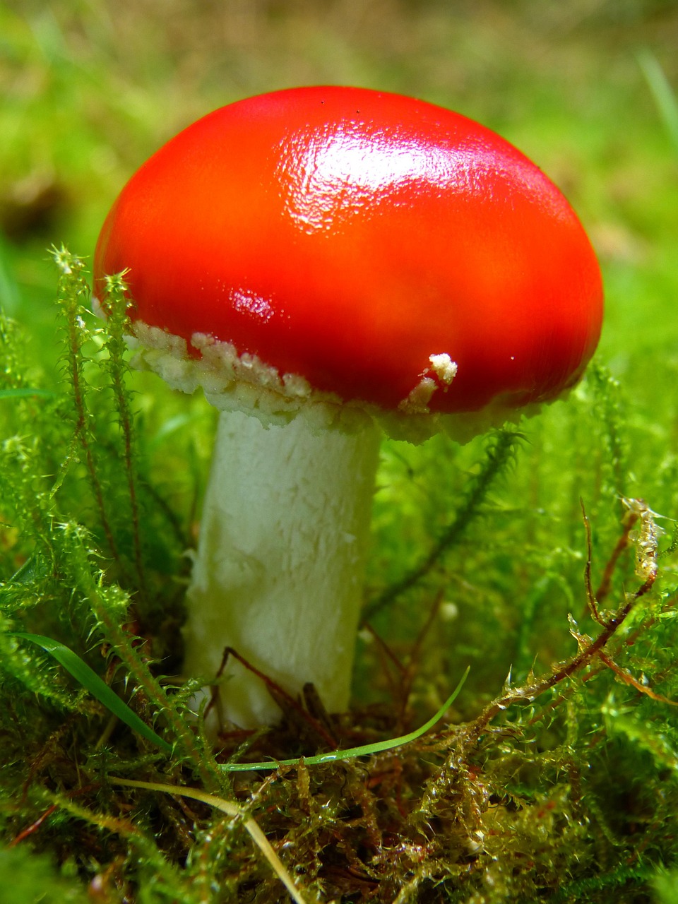 fliegenpilz, rot, pilz, roter fliegenpilz, wald, natur, herbst, gift, giftpilz, pilzart, waldboden, waldpilz, roter pilz, glückssymbol, gefahr, klein