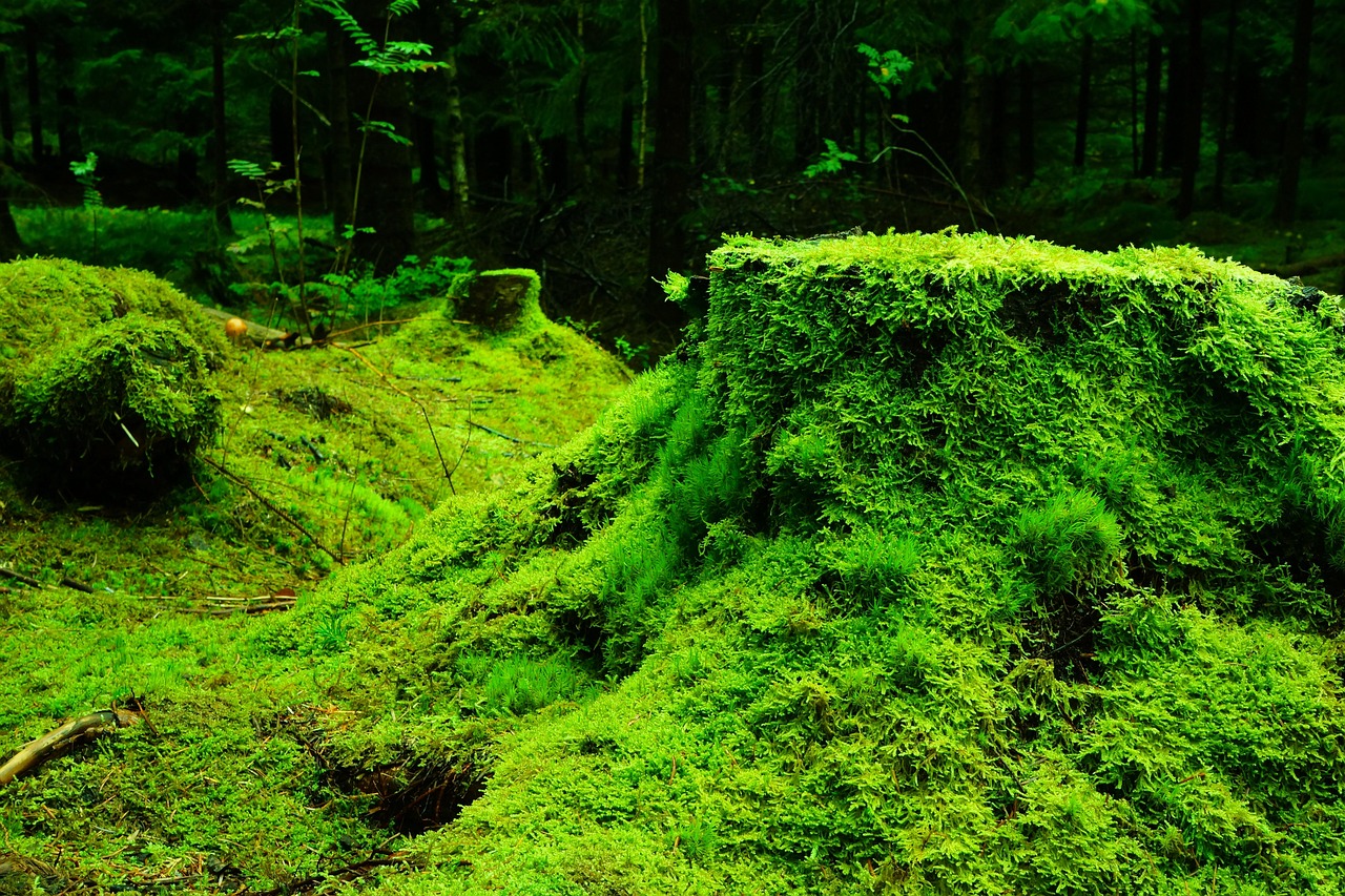 musgo, floresta, vegetação, plantas, flora, região selvagem, meio ambiente, natureza, musgo, musgo, musgo, musgo, musgo, plantas, plantas, meio ambiente