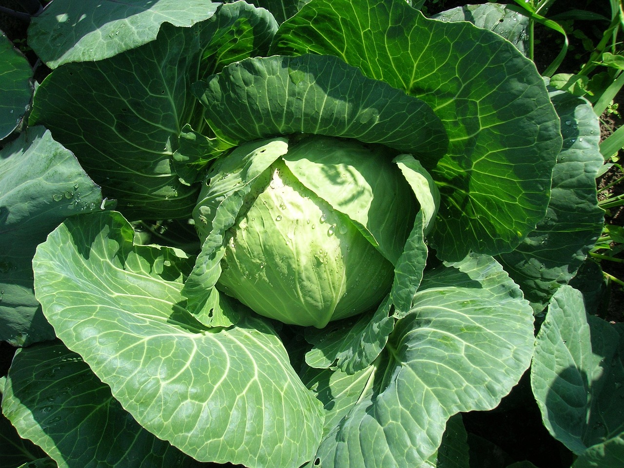 kapusta, zelenina, bielohlavý, zelené