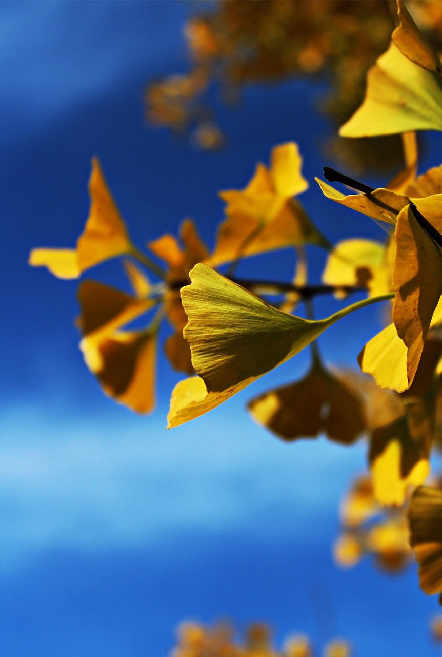 ginko, ginkobaum, baum, blätter, natur, gelb, herbst, goldner herbst