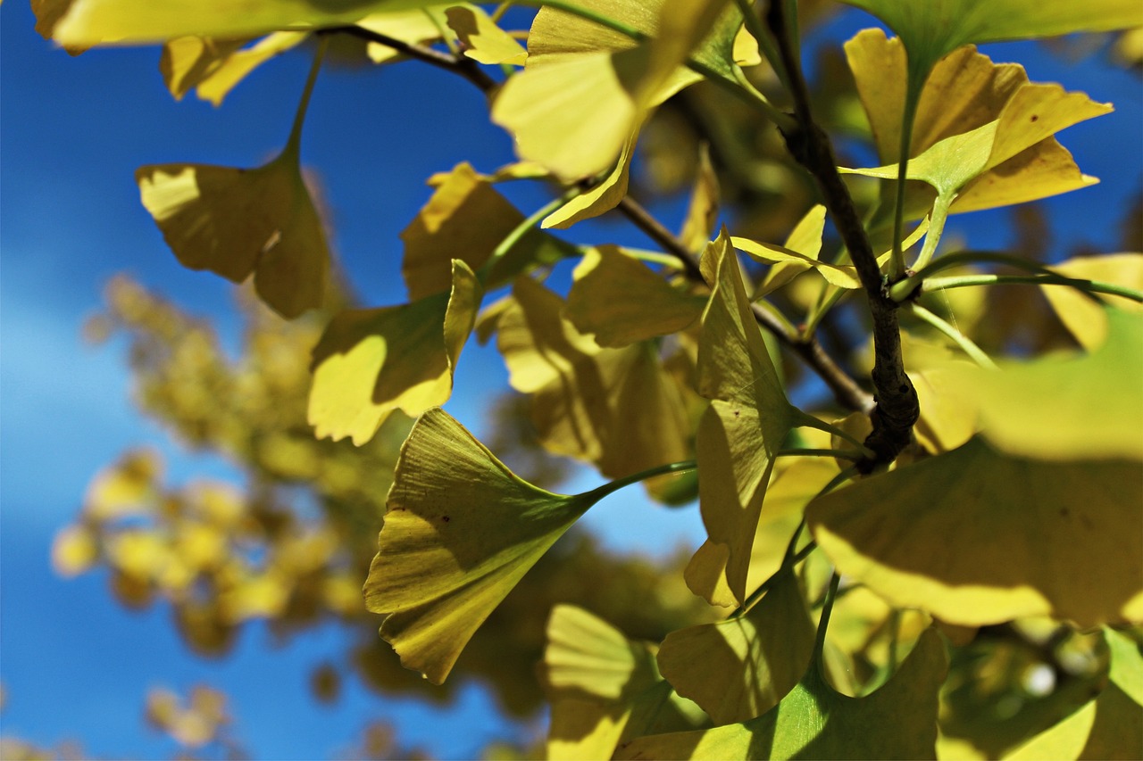 ginko, blätter, ginkobaum, natur, herbst, gelb, ginko, ginko, ginko, ginko, ginko