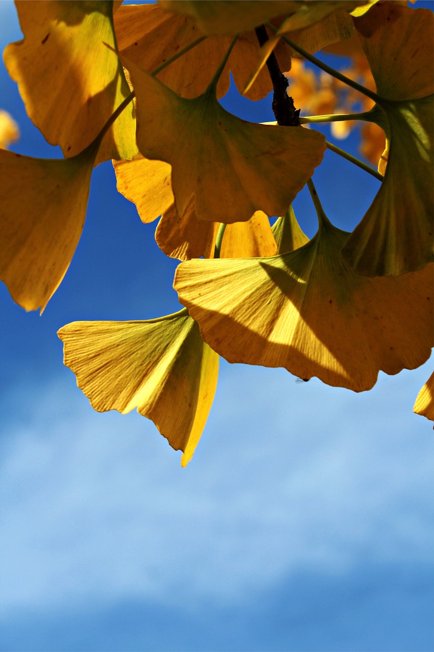ginkoblätter, natur, ginkobaum, ginko, zierbaum, garten, herbst, gelb, blätter