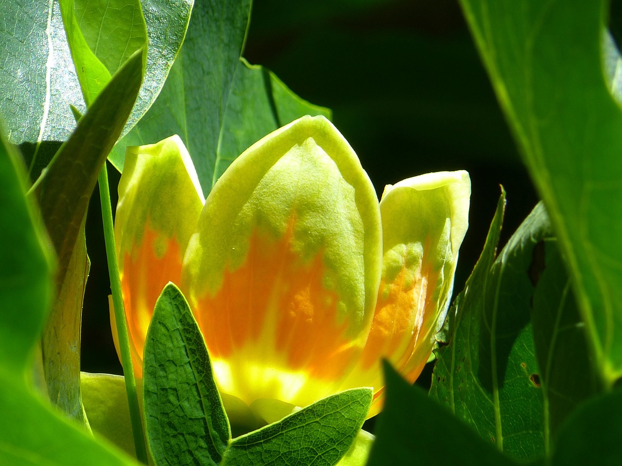 tulpenbaum, blüte, baumart, tulpen magnolie, zierpflanze, magnoliengewächs, tulpenbaum, tulpenbaum, tulpenbaum, tulpenbaum, tulpenbaum