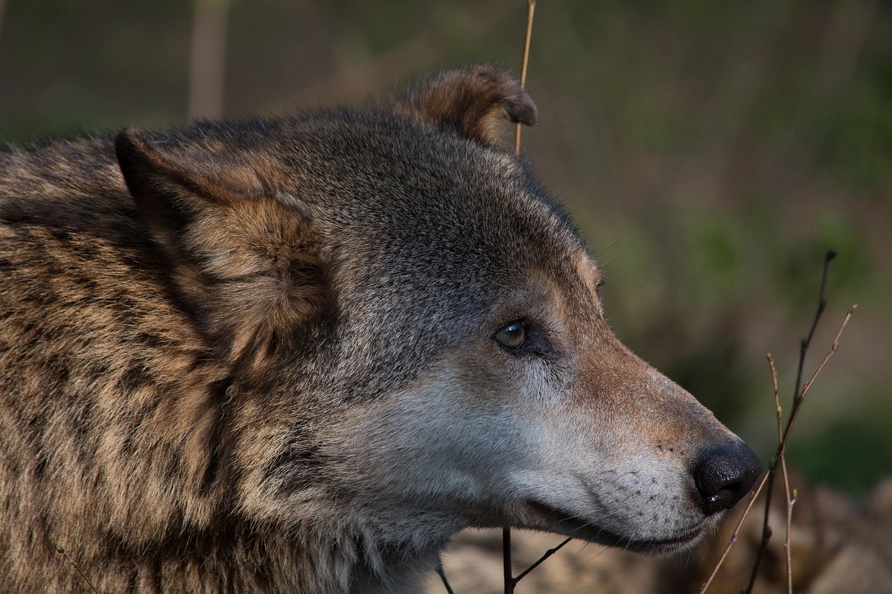wolf, animal, canis lupus, predator, nature, hunter, wildlife, mammal, zoo, forest, canine, carnivores, wild animal, enclosure, wild, furry