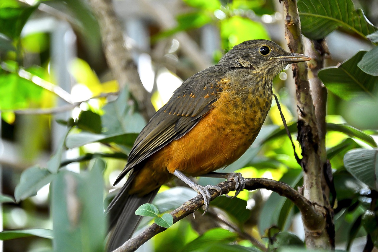 bird, nature, orange thrush, under observation, forest