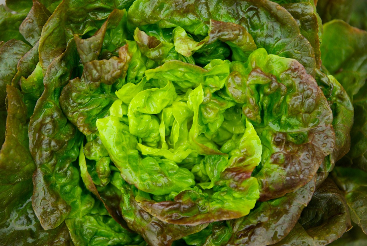 salad, lettuce, green, vegetable, salad, lettuce, lettuce, lettuce, lettuce, lettuce, vegetable