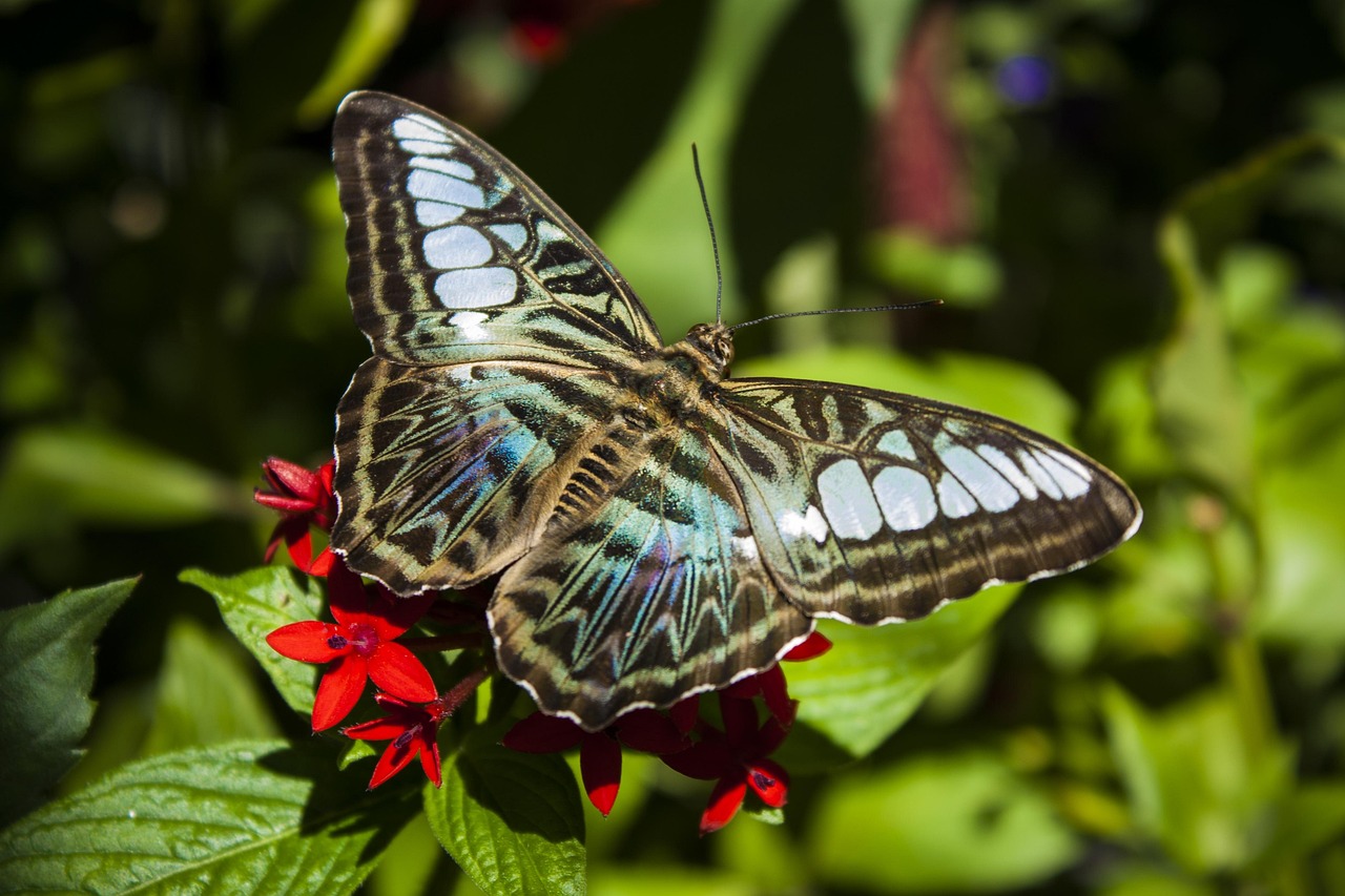 clipper, butterfly, insect, nature, wings, macro, parthenos, sylvia, parthenos sylvia, beautiful flowers, nymphalidae, flower background, flower wallpaper, klipper, blue, red, flower