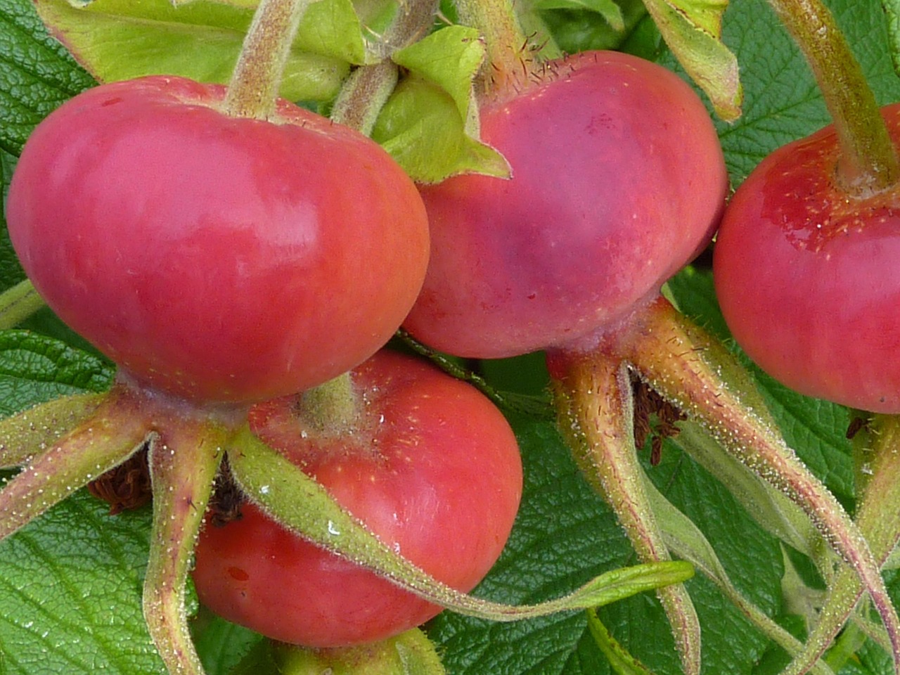 rosehips, haegen, heép, hiffen, hiften, rose apples, hetschhiven, nature, hetscherl, hive, hetschepetsche, rosa canina, plant, fall, red