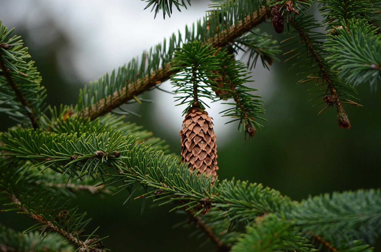 pinecone, fir branch, fir tree, forest, green, needles, tree, nature, pinecone, pinecone, pinecone, pinecone, pinecone, fir branch, fir tree