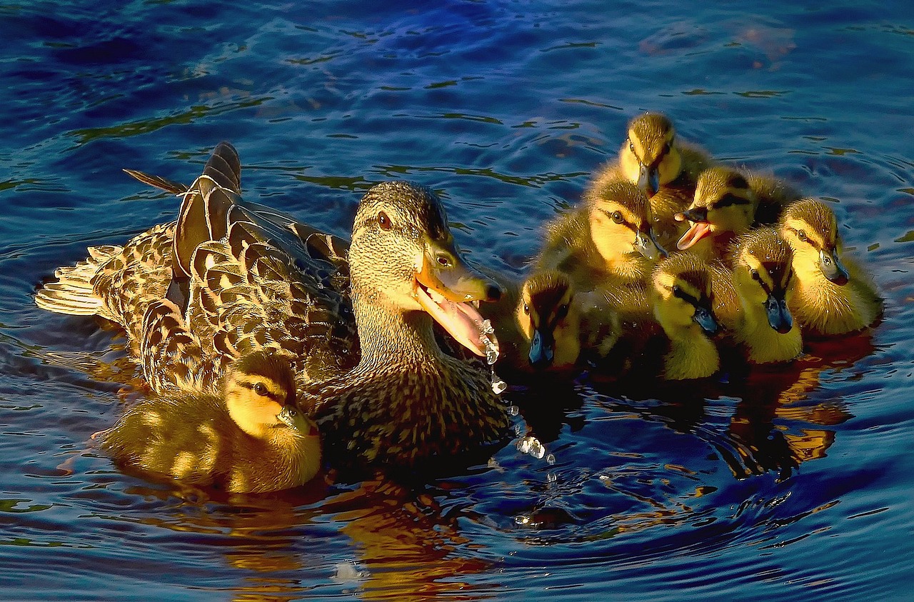 enten, wasser, lake, farben, wildenten, gefieder, natur, vögel