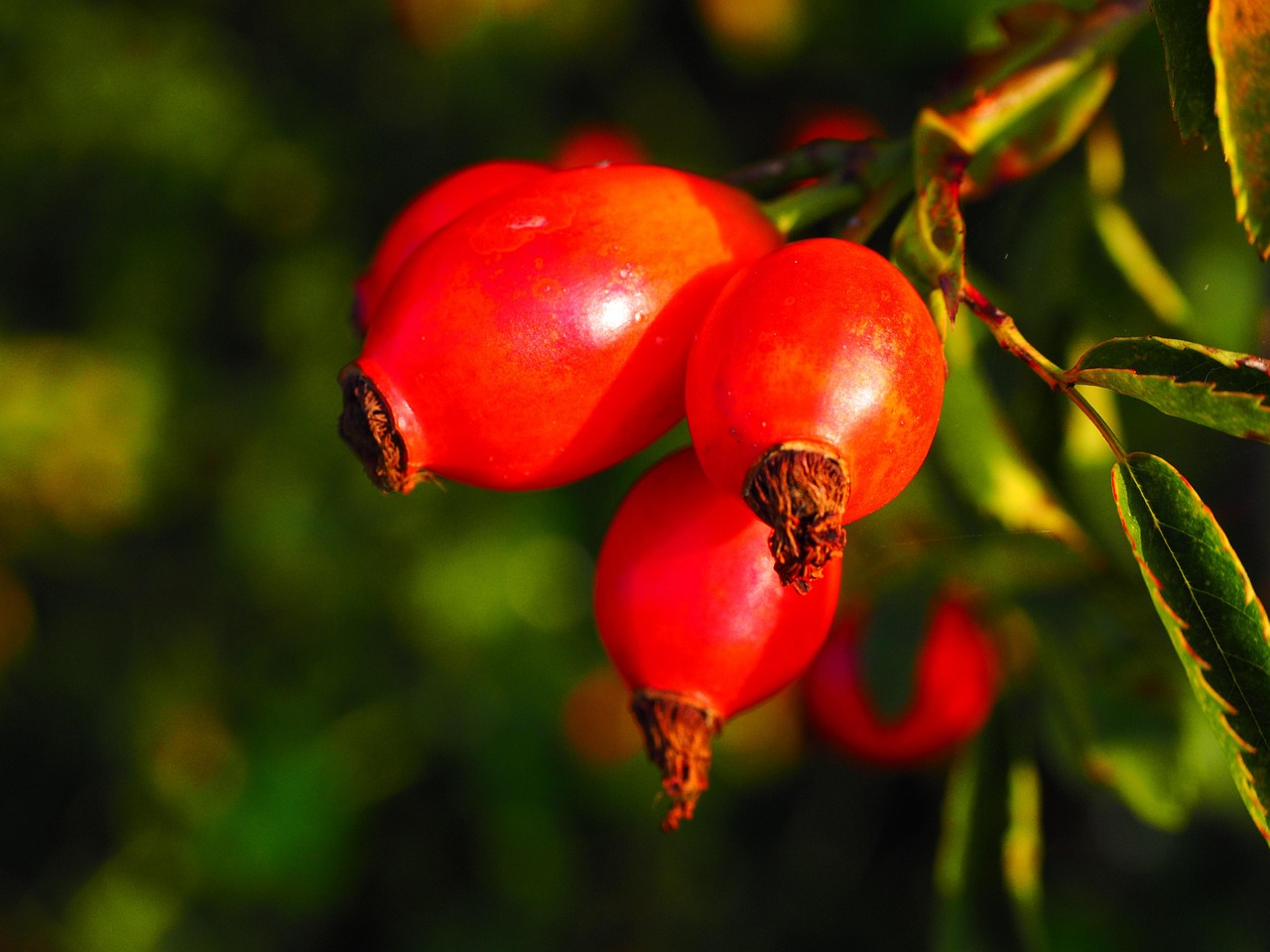 rose hip, nature, fruit, red, dog rose, plant, harvested fruit, shrub, roses, rosa canina, haegen, heép, hiffen, hiften, rose apples, hetschhiven, hetscherl, hive, hetschepetsche, whitebeam, collecting nut fruit