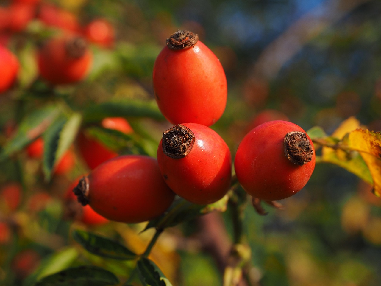 rose hip, fruit, red, dog rose, plant, harvested fruit, nature, shrub, roses, rosa canina, haegen, heép, hiffen, hiften, rose apples, hetschhiven, hetscherl, hive, hetschepetsche, whitebeam, collecting nut fruit