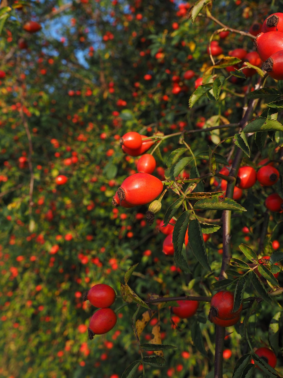 rose hip, fruit, red, dog rose, plant, harvested fruit, shrub, roses, rosa canina, haegen, heép, hiffen, hiften, rose apples, hetschhiven, nature, hetscherl, hive, hetschepetsche, whitebeam, collecting nut fruit