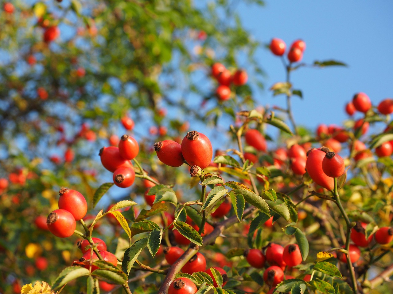 rose hip, fruit, red, nature, dog rose, plant, harvested fruit, shrub, roses, rosa canina, haegen, heép, hiffen, hiften, rose apples, hetschhiven, hetscherl, hive, hetschepetsche, whitebeam, collecting nut fruit