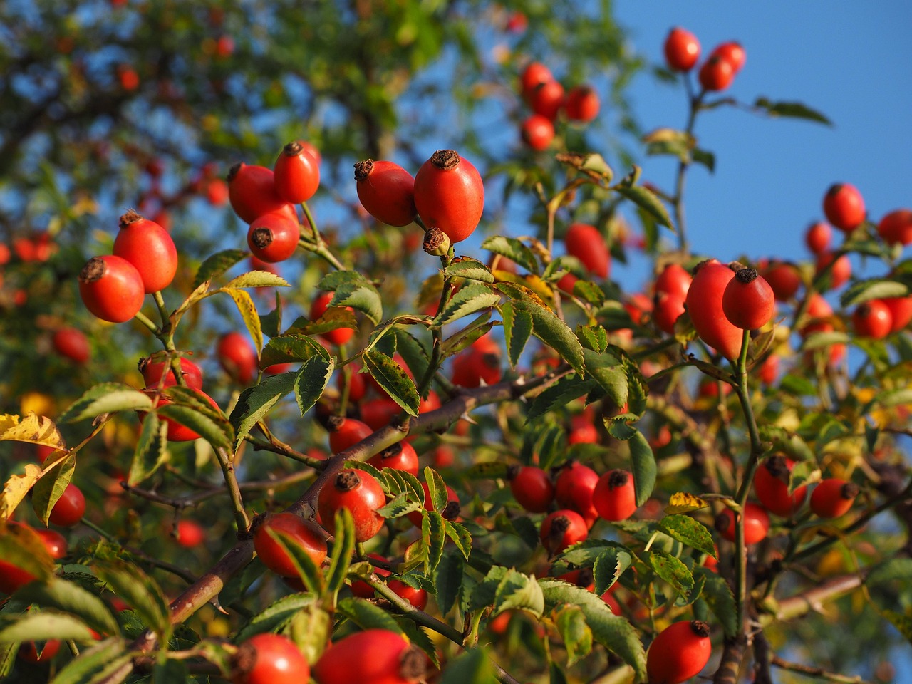 rose hip, fruit, red, dog rose, plant, harvested fruit, shrub, nature, roses, rosa canina, haegen, heép, hiffen, hiften, rose apples, hetschhiven, hetscherl, hive, hetschepetsche, whitebeam, collecting nut fruit