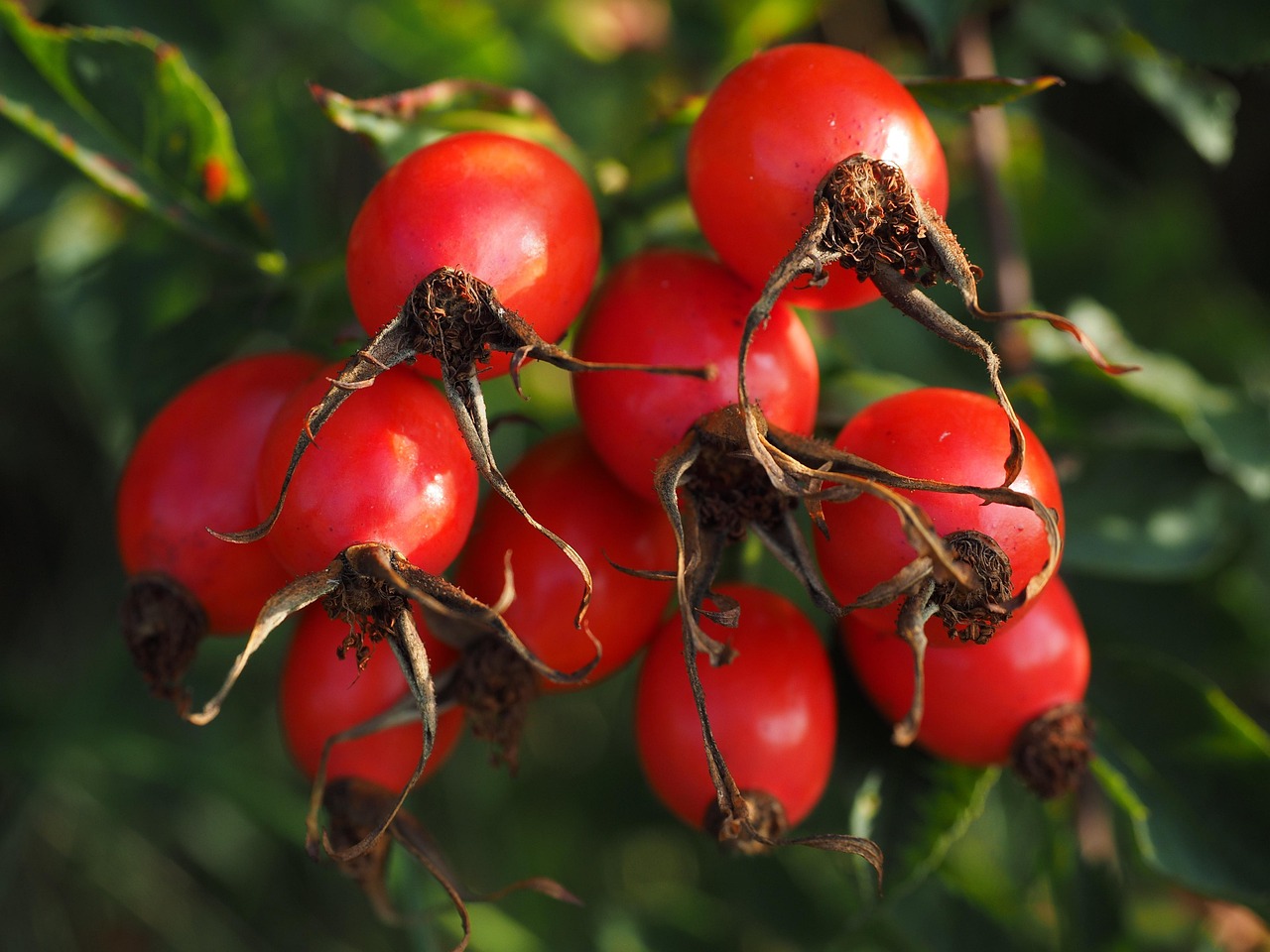 rose hip, fruit, red, dog rose, plant, harvested fruit, shrub, roses, rosa canina, haegen, nature, heép, hiffen, hiften, rose apples, hetschhiven, hetscherl, hive, hetschepetsche, whitebeam, collecting nut fruit