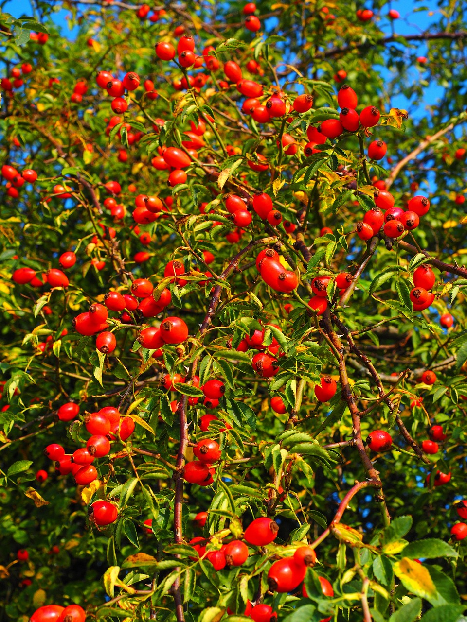 rosehips, nature, fruit, red, dog rose, plant, harvested fruit, shrub, roses, rosa canina, haegen, heép, hiffen, hiften, rose apples, hetschhiven, hetscherl, hive, hetschepetsche, whitebeam, collecting nut fruit