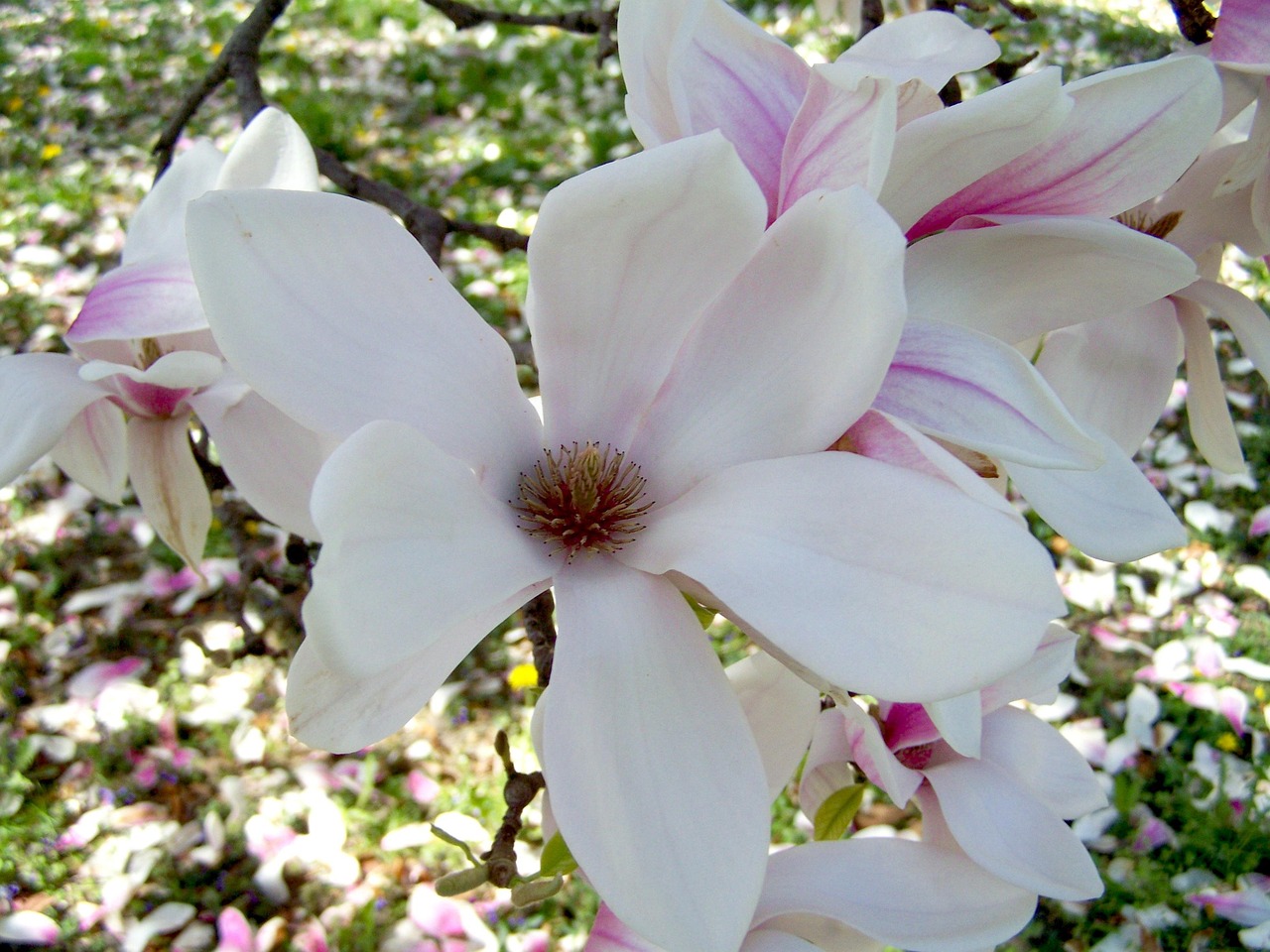 magnolia blumen, frühlingsblüte, tulpenbaum
