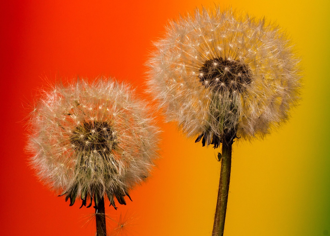 dandelion, macro, common dandelion, taraxacum, backlighting, pollen