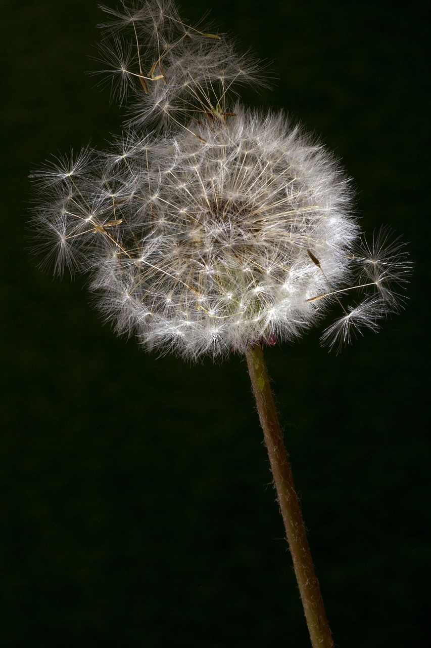 dandelion, macro, common dandelion, taraxacum, backlighting, pollen, spore, dandelion, dandelion, dandelion, dandelion, dandelion