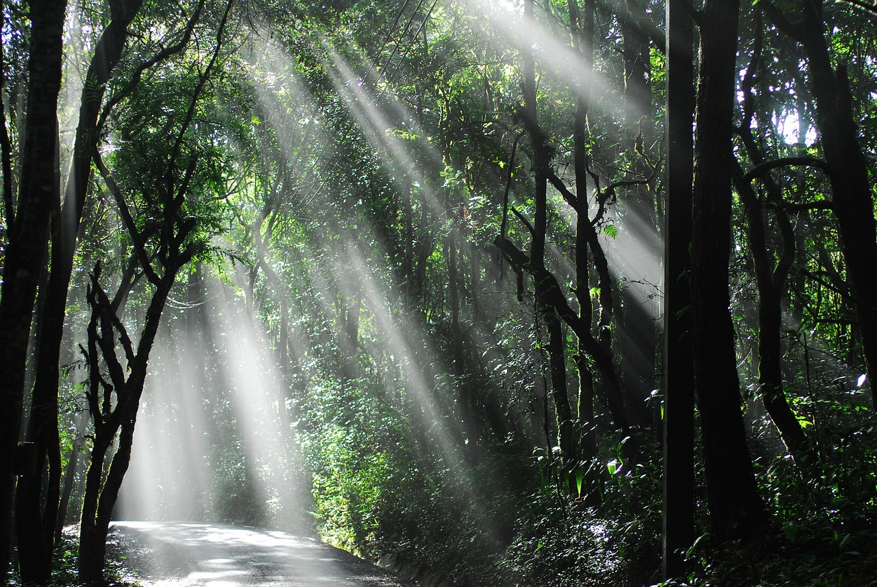 zonlicht, bossen, natuur, thailand, nationaal park, woud, bomen, wild, groene woud, groen park