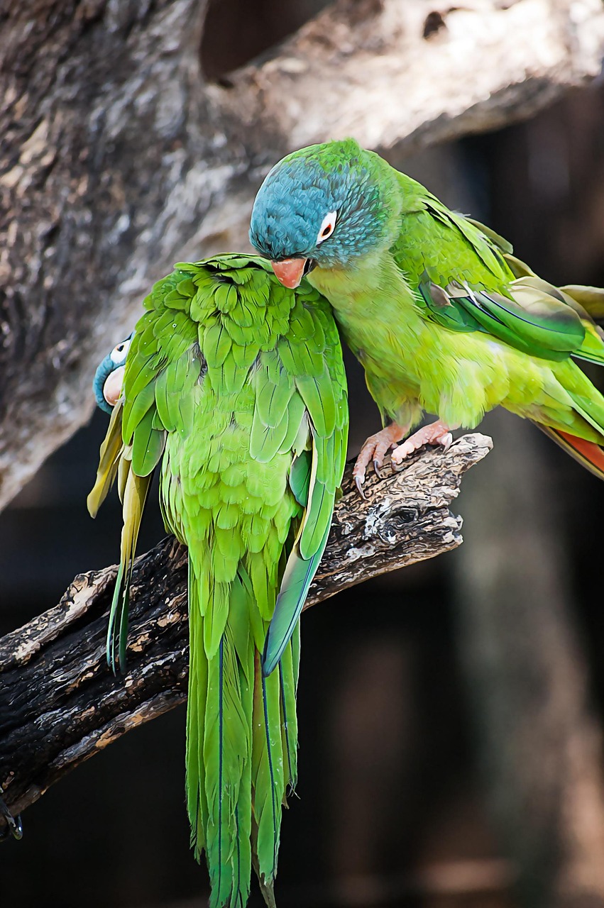 perroquet, afrique, animal, nature, oiseau, vie, coloré, amusement, naturel, faune, exotique, sauvage, safari, vert, savannah, extérieur