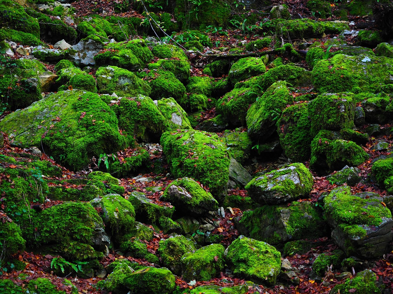 stones, mossy, green, nature, rock