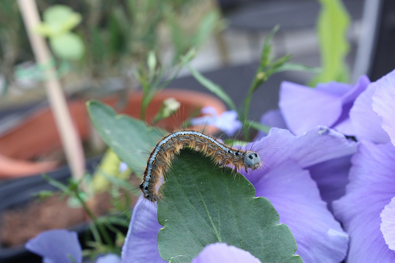 larva, colorful caterpillar, reptiles, butterfly caterpillar, butterfly, larva, larva, larva, larva, larva, butterfly caterpillar