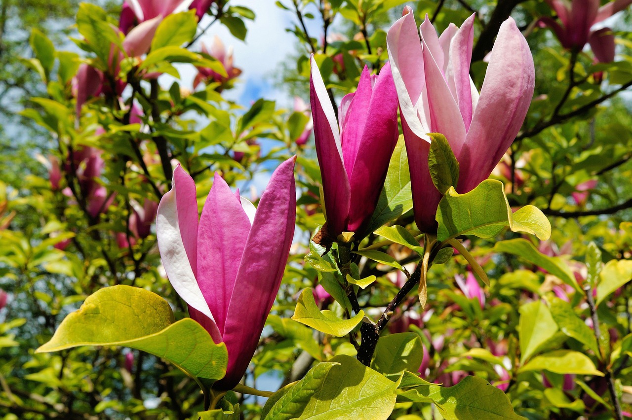 blüten, tulpenbaum, lila, afrikanischer tulpenbaum, trompetenbaumgewächs, baumart, kelchblätter, baum, pflanze, frühling, tulpen magnolie, glockenförmig, magnolien, frühlingsblüher, garten, erwachen, natur, schön, strauch, schönheit, zweig, duftend