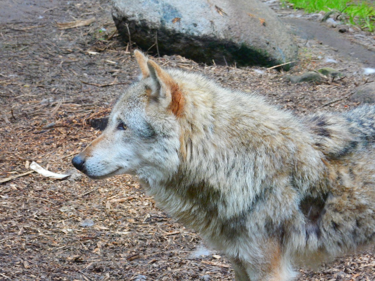 wolf, animal, canis lupus, predator, hunter, attentive, hundeartig, mammal, wild animal, enclosure, zoo, deer park, nature, furry